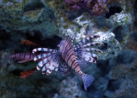 Baltic cruise kbhvn b p dragefisk