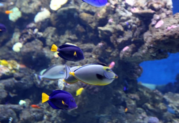 Baltic cruise kbhvn b p fisk farver