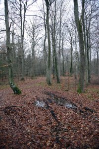 Efteraarsskov og hjulspor