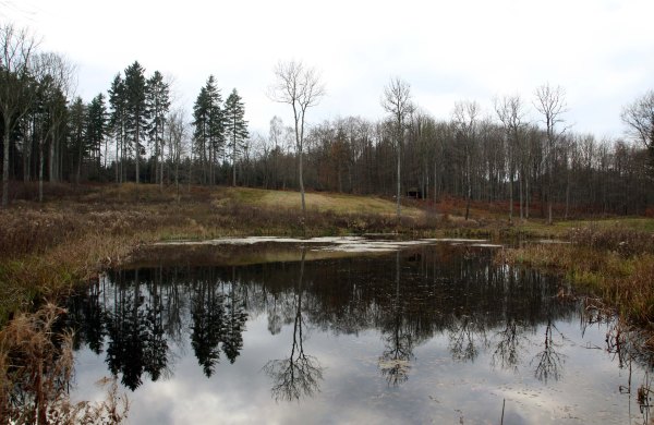Ivers Kilde Rosenholm Fall wood with lake reflection Photo Marina Aagaard