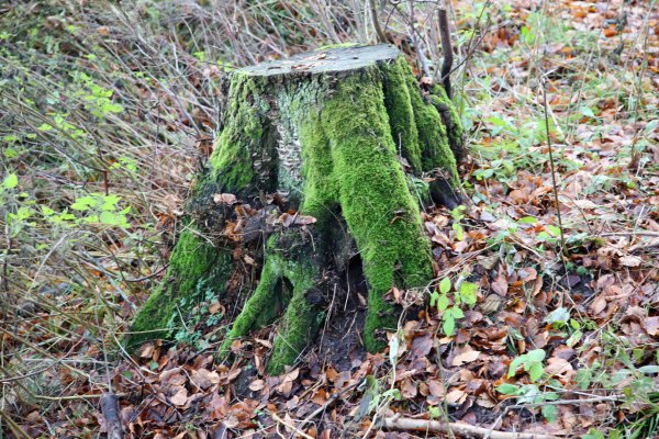 Stump with moss in fall wood Photo Marina Aagaard