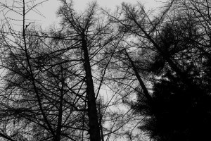 Trees by the lake Langesø Djursland Denmark Photo Henrik Elstrup