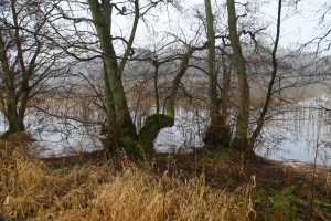 Moss on tree by the lake Langesø Djursland Denmark Photo Henrik Elstrup