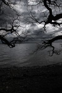 Trees and water black and white Henrik Elstrup and Marina Aagaard