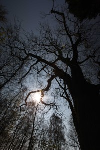 Mols Bjerge tree photo Marina Aagaard