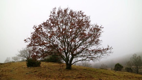 mols_2017_02_img_3450