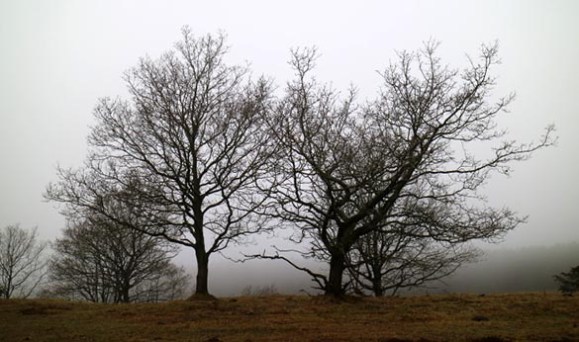 mols_2017_02_img_3451