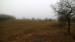 mols_2017_02_img_3455