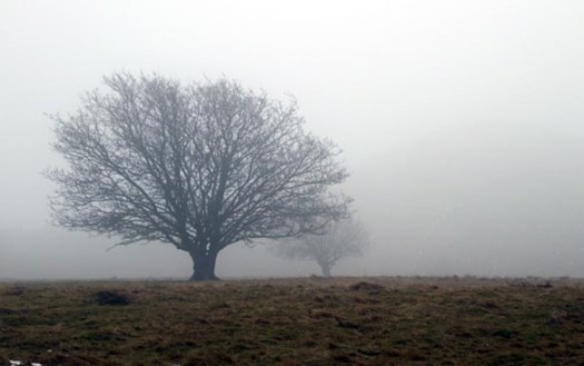 mols_2017_02_img_3460