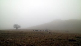 mols_2017_02_img_3465