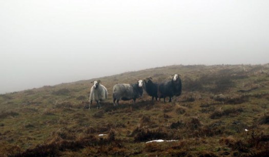 mols_2017_02_img_3466