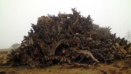 mols_2017_02_img_3477